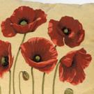 Poppy cushion