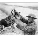 A Sergeant Attaches a Message To Dog Etaples print